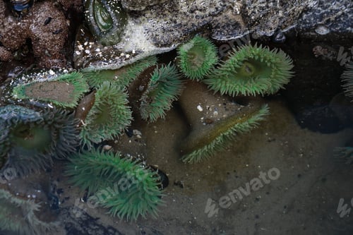 Preview: A Tidal Pool Filled With Sea Anemones And Mussels On The West Coast Oregon Usa