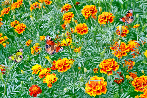 Preview: Colorful Marigold On The Background Of The Summer Landscape. Butterfly On A Flower.