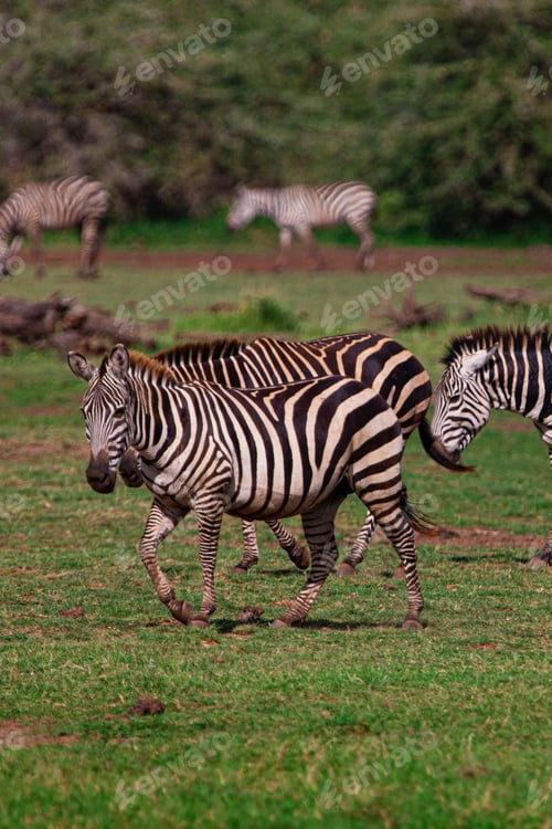 Preview: Zebras In The Lake Manyara National Park, Tanzania