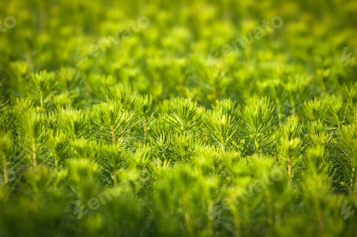 Preview: Young Spruce Seedlings
