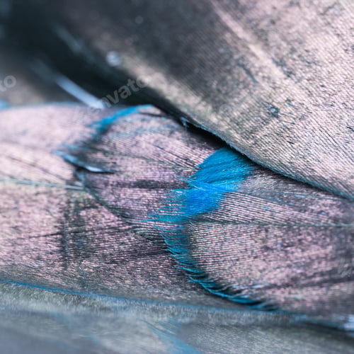 Preview: Colorful Rooster Feather With Details And Reflexions