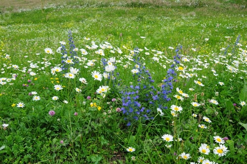 Preview: Beautiful Field Flowers