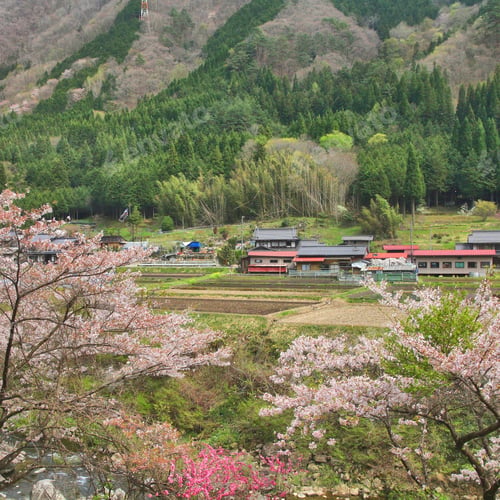 Preview: Cherry Blossom In Countryside In Gifu Prefeture Of The Region Chubu, Japan.
