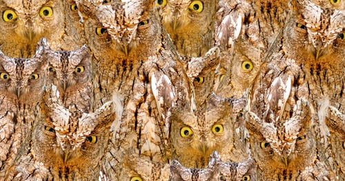 Preview: Amazing Owls Faces Texture. Brown Yellow Camouflage Background. Birds: Eurasian Scops Owl. Otus