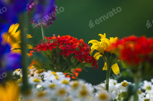 Preview: A Bouquet Of Bright Spring Flowers Of Various Types