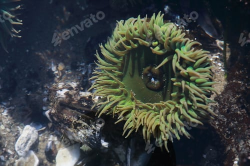 Preview: A Tidal Pool Filled With Sea Anemones And Mussels On The West Coast Oregon Usa