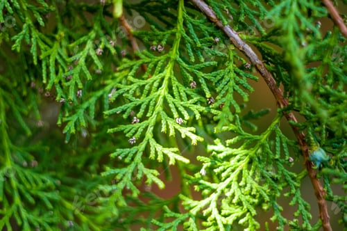 Preview: Incense Cedar Tree Calocedrus Decurrens Branch Close Up.