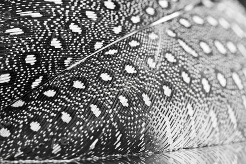 Preview: Guinea Hen Feather With Dark Background
