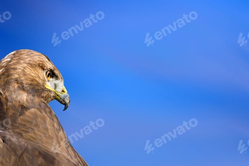 Preview: Bird Portait. Bird Of Prey. Blue Sky Background.