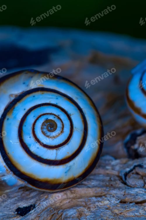 Preview: Snail Shell. Natural Colors And Background.