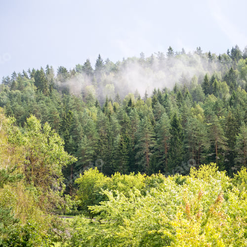 Preview: Misty Forest After The Rain In Summer - Square Image