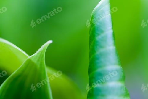 Preview: Green, Abstract Composition With Leaf Texture And Soft Focus