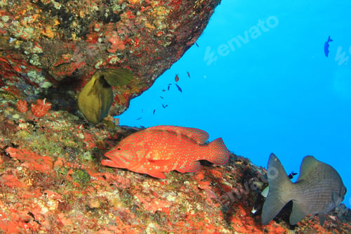 Preview: Coral Reef And Fish Underwater In Ocean