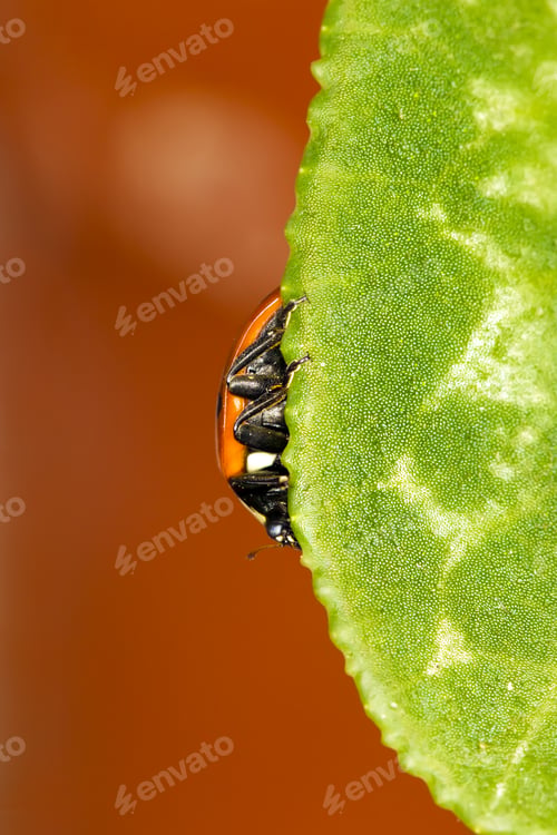Preview: Cute Red Ladybird. Green Red Nature Background. Macro Photography.