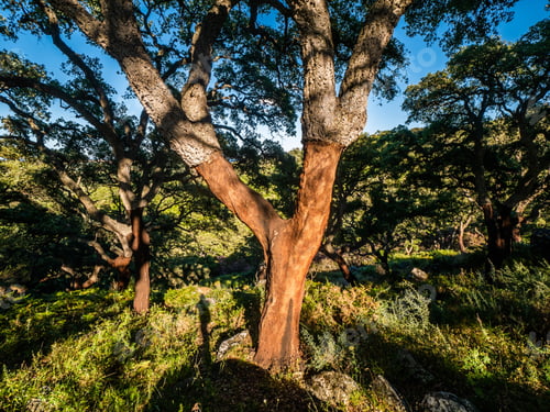 Preview: Cork Oaks In The Andalusian Countryside. "Parque De Los Alcornocales", Algeciras, Andalusia, Spain