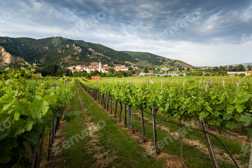 Preview: View Of Durnstein Through Vineyards In Summer Evening. Lower Austria.