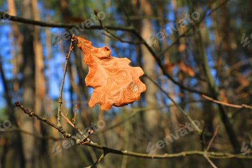 Preview: Abstract Dry Oak Leaf On Branch