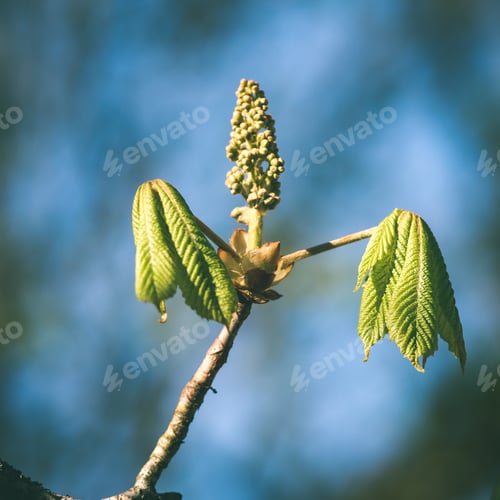 Preview: Spring Flowers On Green Background With Plants And Braches - Instant Vintage Square Photo
