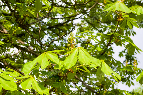Preview: Flowering Branches Of Chestnut Castanea Sativa Tree, And Bright Blue Sky