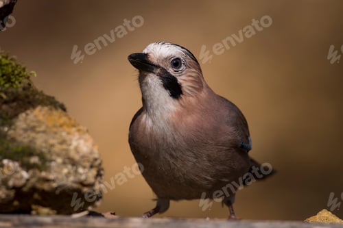 Preview: Eurasian Jay. Garrulus Glandarius. Nature Background.