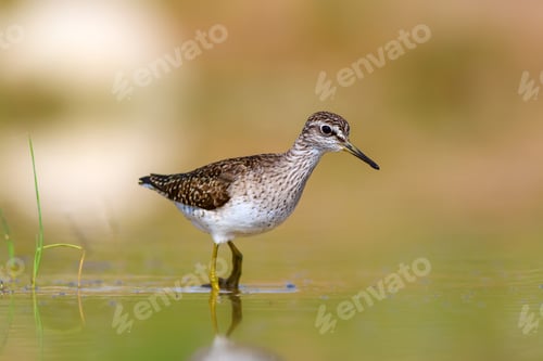 Preview: Common Water Bird. Bird: Wood Sandpiper. Tringa Glareola. Colorful Nature Background.