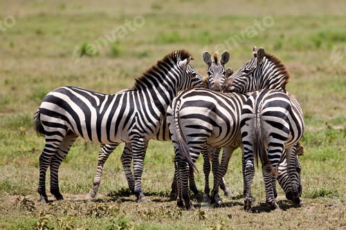 Preview: Zebras In The Serengeti National Park, Tanzania