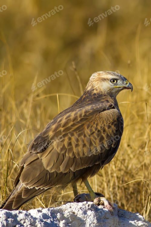 Preview: Buzzard. Natural Background.