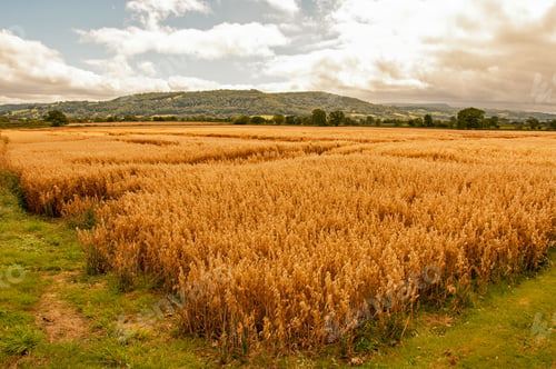 Preview: Wheat Field Crops In The British Countryside.