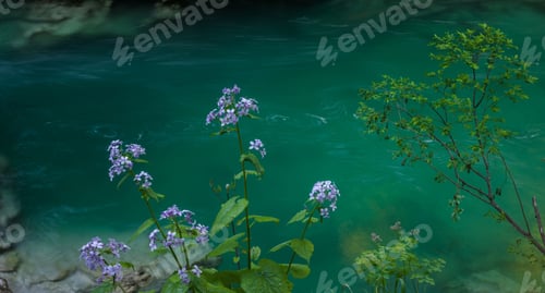 Preview: Spring In Vintgar Gorge In Slovenia