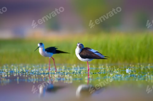 Preview: Cute Water Bird. Nature Background. Black Winged Stilt