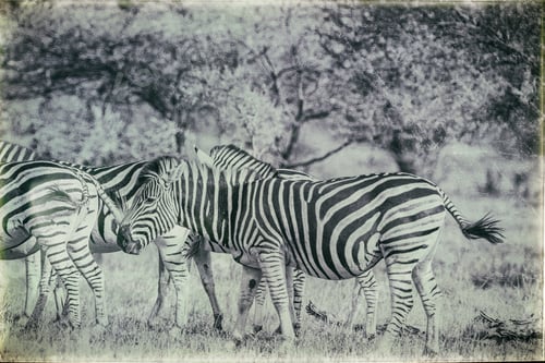Preview: Vintage Style Image Of Zebras In The Hwange National Park, Zimbabwe
