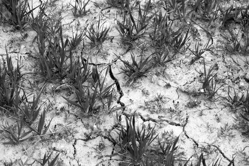 Preview: Cracks In A Dry Farm Field