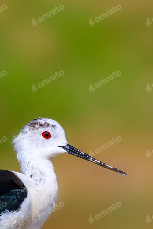Preview: Common Water Bird. Natural Background. Ankara Mogan Lake Turkey. Bird: Black Winged Stilt