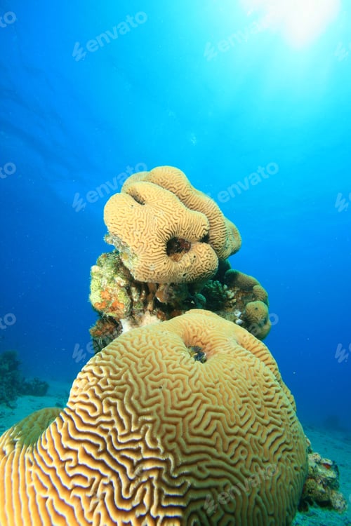 Preview: Brain Coral (Platygyra Daedalea)