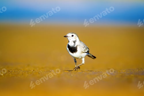 Preview: Cute Bird. Black White Little Bird. Yellow, Blue Nature Background. White Wagtail / Motacilla Alba