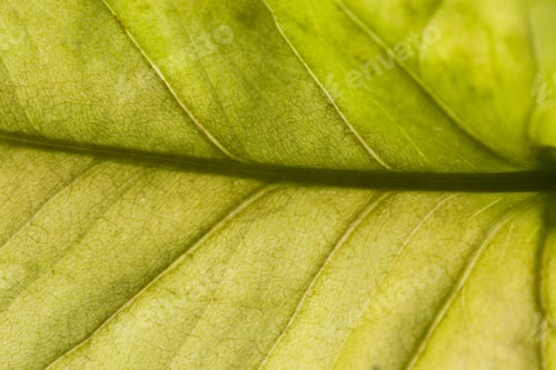 Preview: Leaf Texture