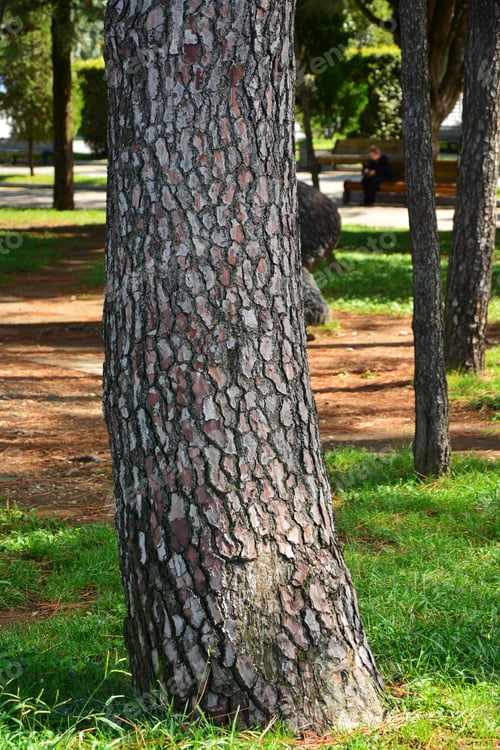 Preview: Maritime Pine (Pinus Pinaster) Trunk