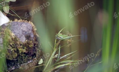 Preview: Summer Nature Detail - Close Up Of A Green Black Spotted Frog In A Water Pond With Brown Rock And