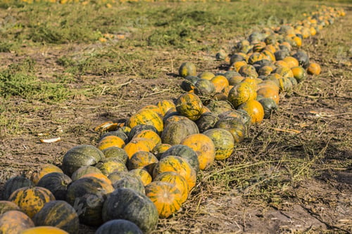 Preview: Pumpkins Field. Pumpkin Harvesting On The Farm In Ukraine.