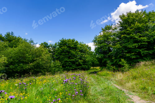 Preview: Wide Path Through Meadow In To The Forest. Beautiful Summer Nature Scenery. Blue Sky With Fluffy