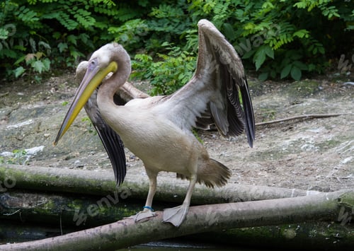 Preview: White Pelicans