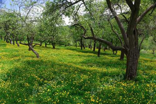 Preview: Beautiful Spring Landscape