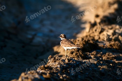 Preview: Bird And Drought. Nature Background.