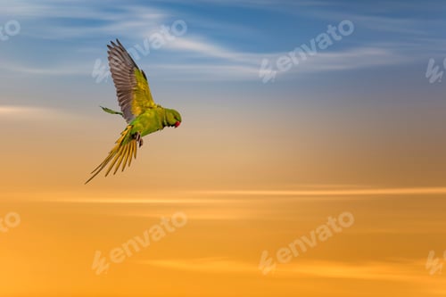 Preview: Flying Bird. Colorful Nature Background.