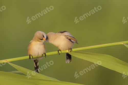Preview: Gossip. Cute Birds. Green Nature Background. Birds: Bearded Reedling. Panurus Biarmicus.