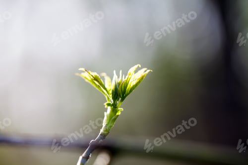 Preview: Light Green Leaves On Dark Green, Natural Background
