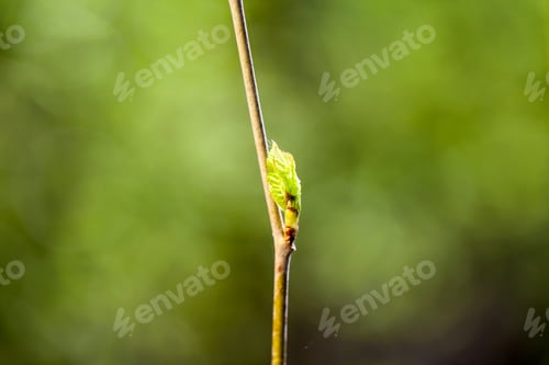 Preview: Fresh Branches In Spring