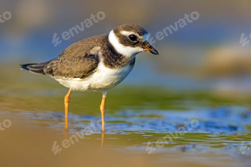 Preview: Nature And Bird. Cute Little Water Bird. Colorful Nature Background. Bird: Common Ringed Plover.