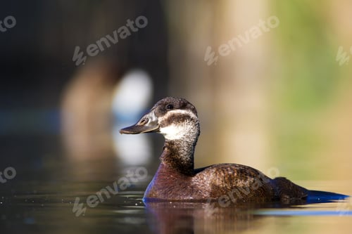 Preview: Cute Female Duck. Colorful Nature Background. Bird: White Headed Duck. Oxyura Leucocephala.
