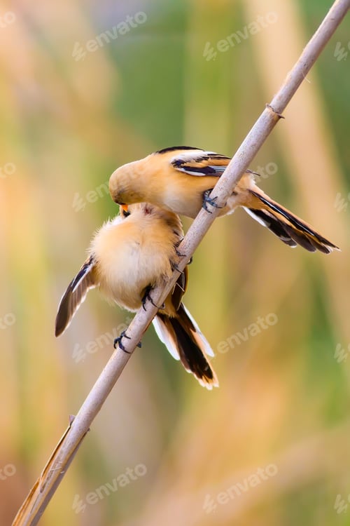 Preview: Cute Little Bird. Natural Background